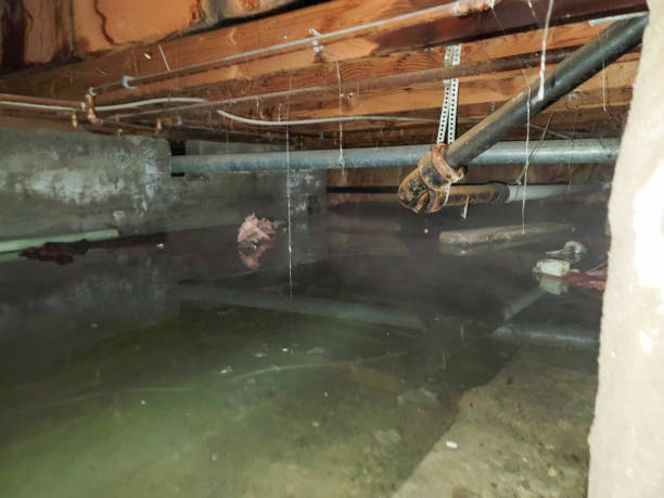 Best Professional water damage repair  in Forest Heights, TX